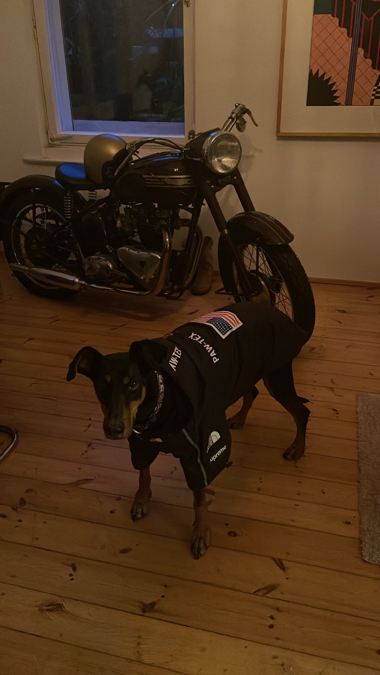 Wasserdichte Hundejacke mit Kapuze „Space Edition“, Dobermann, schwarz