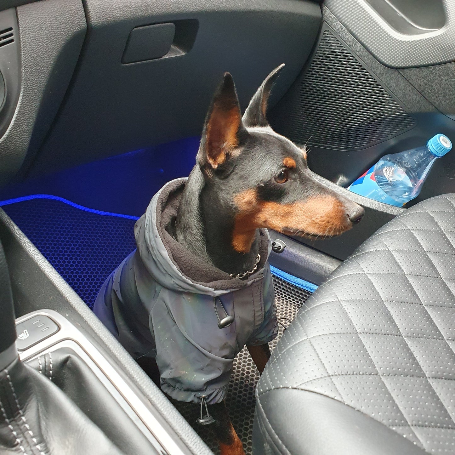 Rainbow Reflektierender Hunde Hoodie mit Kapuze