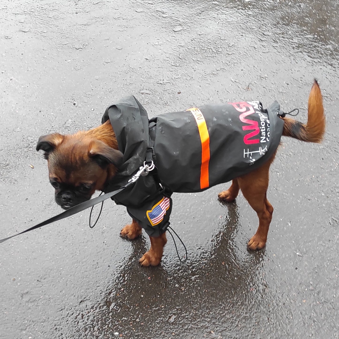 Ein glücklicher Hund trägt stolz unseren NASA Reflective Space Suit Hundemantel - stilvoll und funktional für jedes Abenteuer! 🚀🌟🐶 #Hundemantel #NASA #Reflektierend #HundeMode