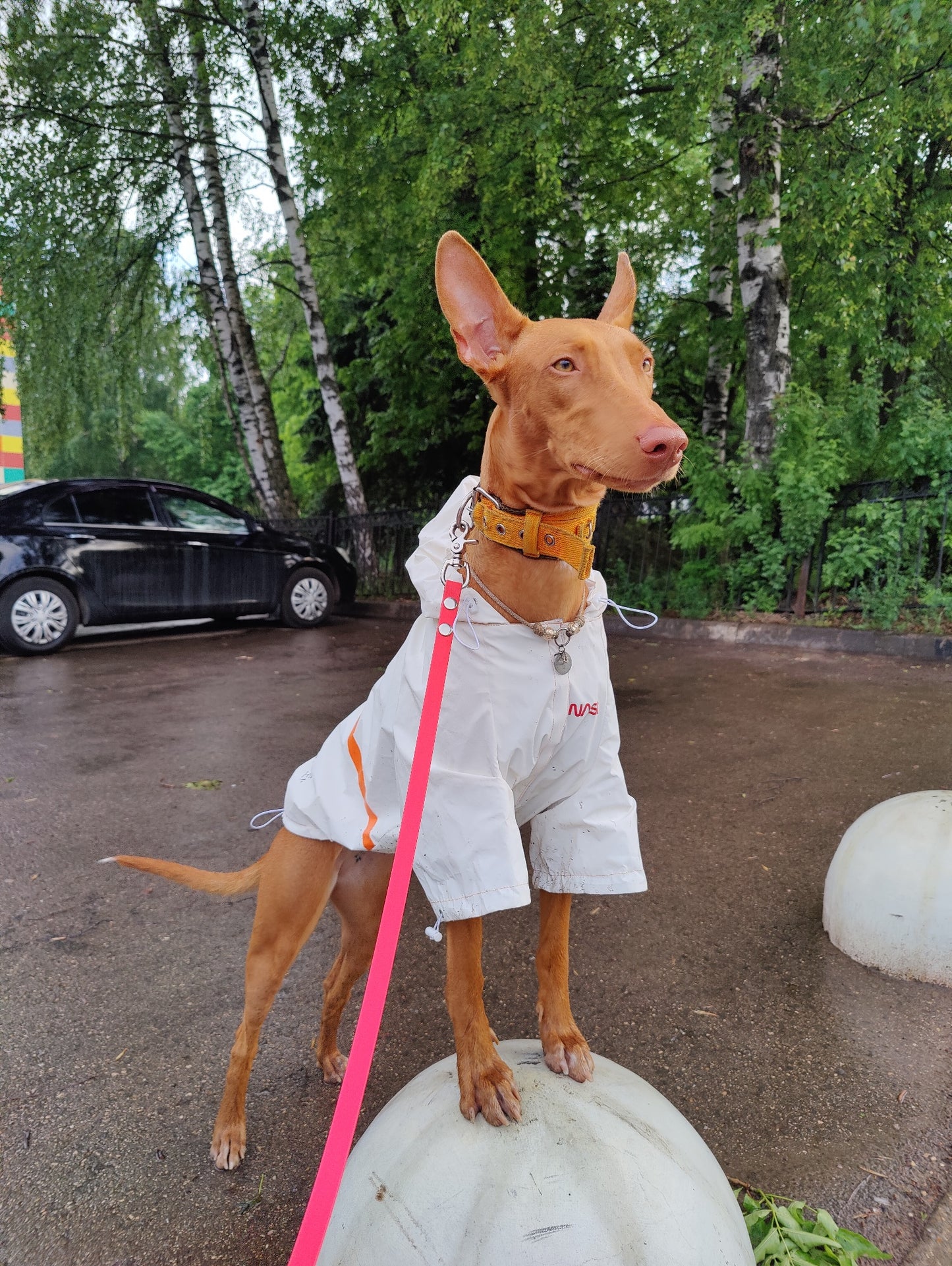 In unserem luxuriösen Regenmantel sieht Ihr Hund aus wie ein echter Astronaut - bereit für Weltraumspaziergänge und Spaziergänge im Regen! 🌧️🐾 #LuxusHundekleidung #Hundebekleidung #SpaceSuit #HundeKostüm
