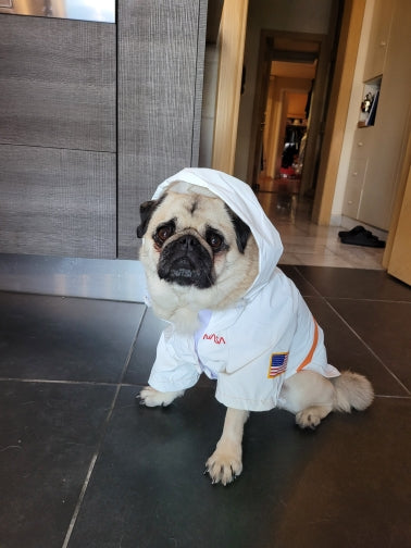 In unserem luxuriösen Regenmantel sieht Ihr Hund aus wie ein echter Astronaut - bereit für Weltraumspaziergänge und Spaziergänge im Regen! 🌧️🐾 #LuxusHundekleidung #Hundebekleidung #SpaceSuit #HundeKostüm