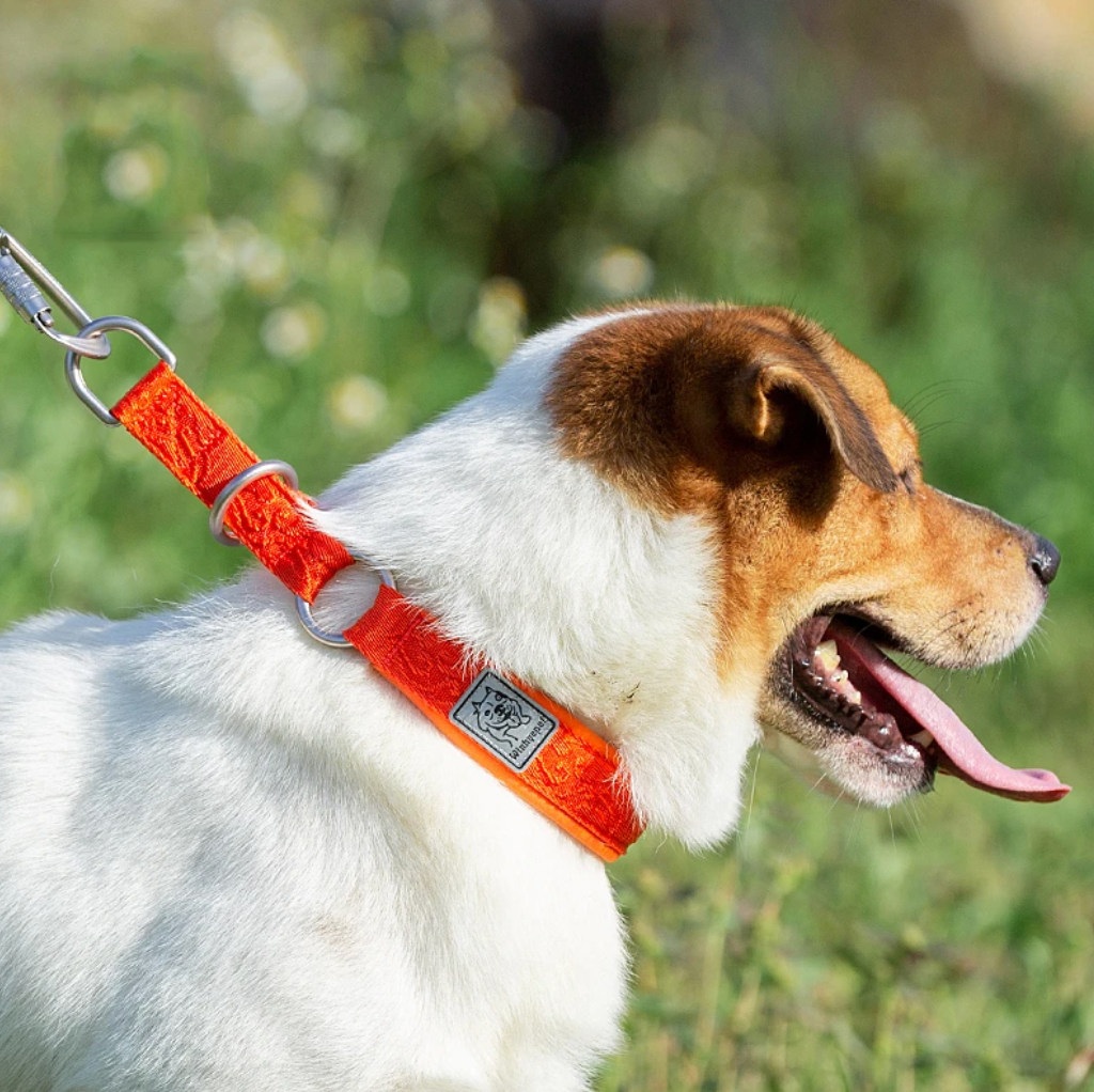 TRUELOVE Verstellbare, Gepolsterte Haustier Hund CollarComfort und Belüftung Pull-beständig Explosion proof Personalisierte Druck YC1853