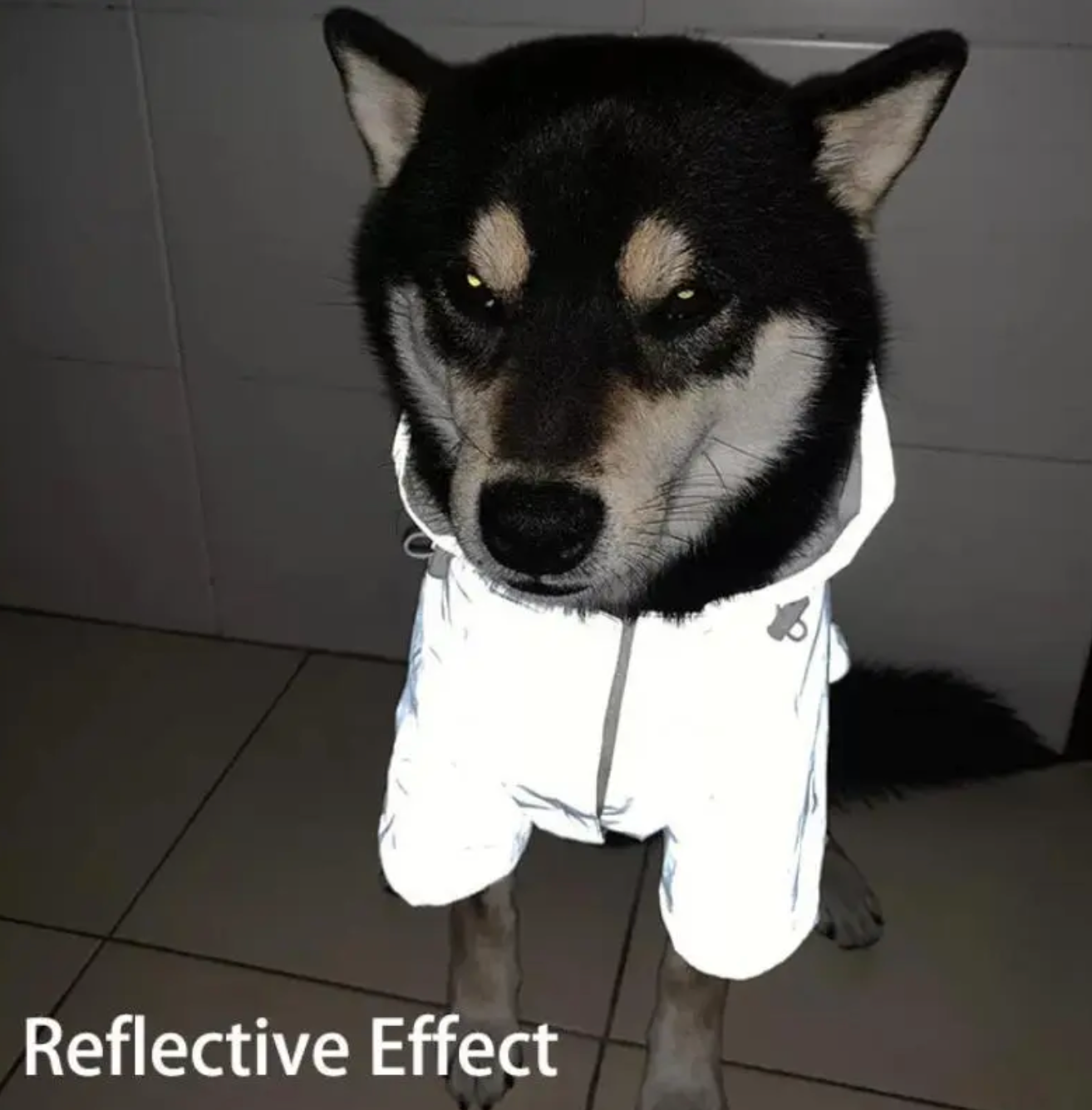 Der reflektierende Stoff unseres Hundemantels sorgt für zusätzliche Sicherheit und Sichtbarkeit bei Spaziergängen in der Dunkelheit! 🌟🚀🐶 #Reflektierend #Hoodie #HundeMode #HundeKleidung