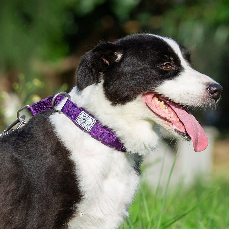 TRUELOVE Verstellbare, Gepolsterte Haustier Hund CollarComfort und Belüftung Pull-beständig Explosion proof Personalisierte Druck YC1853