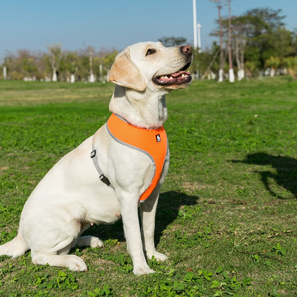 Truelove Welpen Katze Haustier Hund Harness Atmungsaktive Mesh Nylon Hund Harness Strap Weiche Weste Kragen Für Kleine Medium Hund 8 farbe