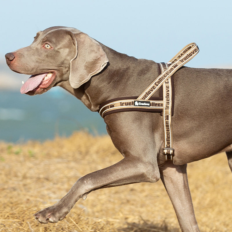 Truelove Pet Harness Neopren Padded Keine Pull Hund Harness Pet Liefert TLH58121