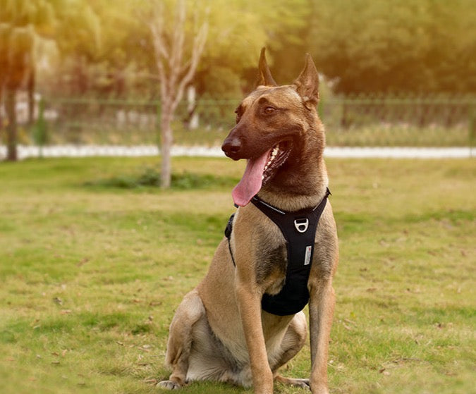 True love Hundegeschirr Nylon reflektieren des Hunde geschirr einstellbar komfortable Steuerung Step-In brillante truelove tlh5654, Hundegeschirr mit 3M Reflexion - Sonderedition