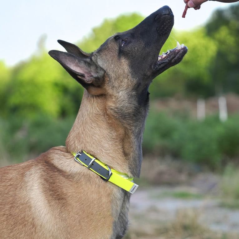 Truelove Haustier halsband wasserdicht geruchs neutral langlebig verstellbar PVC Polyester weich reflektierende Stoffst reifen grundlegende Hunde halsband tlc5521