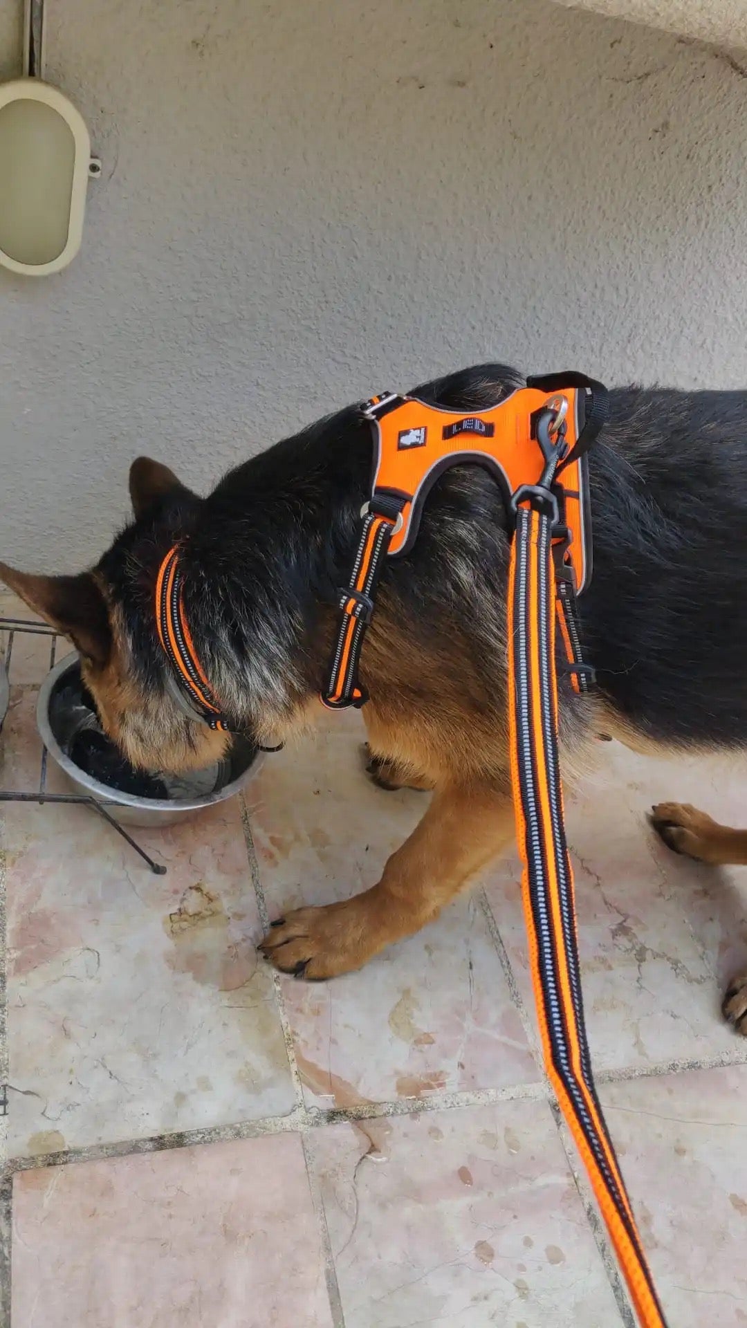 Hundehalsband mit 3M Reflexion