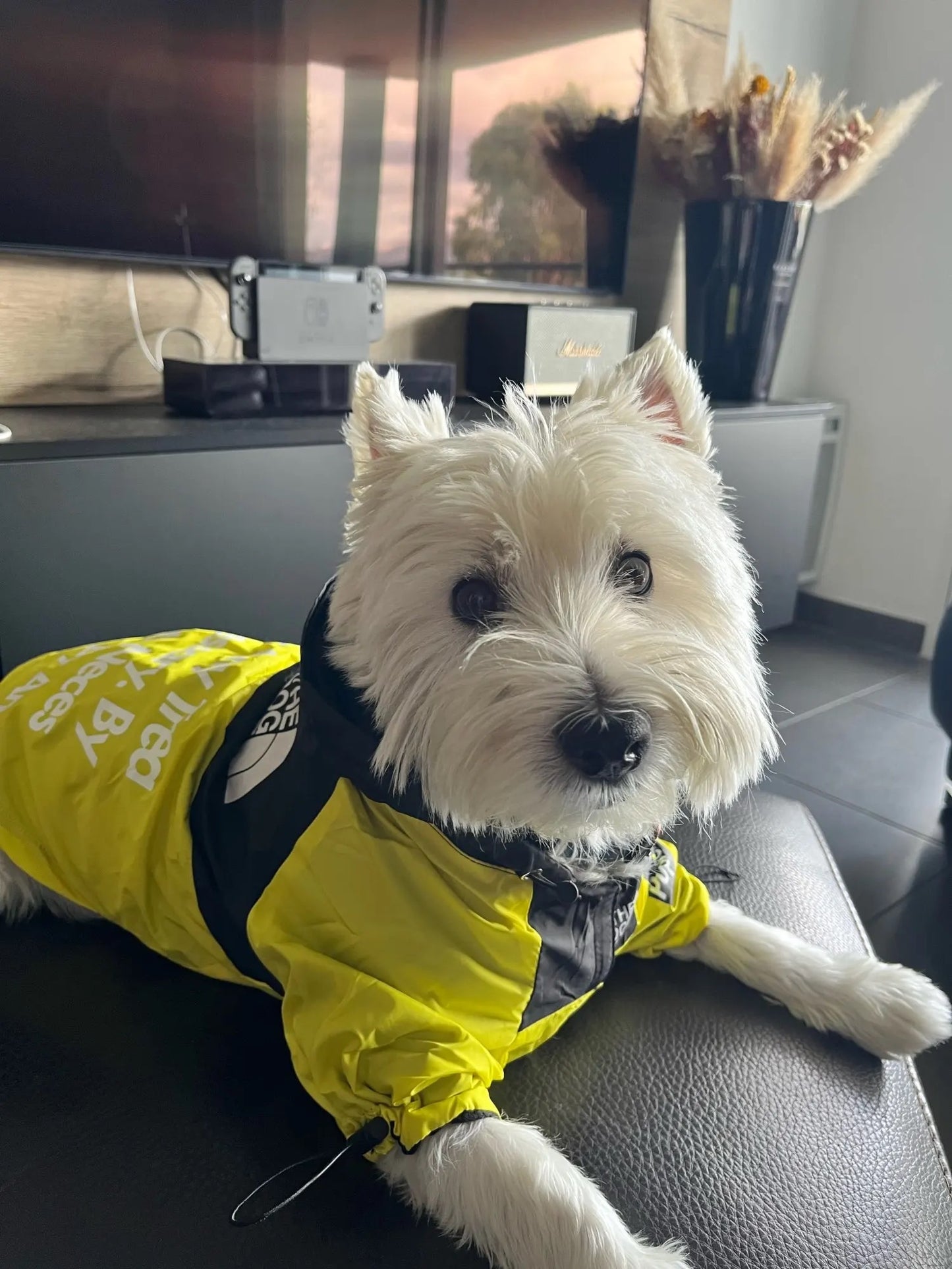 Wasserdichte Hundejacke mit Kapuze „Reward of Treats“