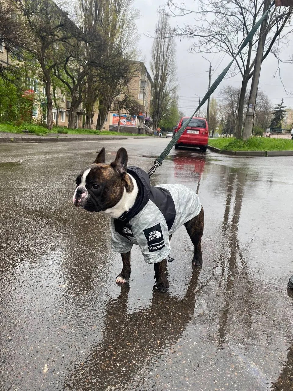 Wasserdichte Hundejacke mit Kapuze „Reward of Treats“