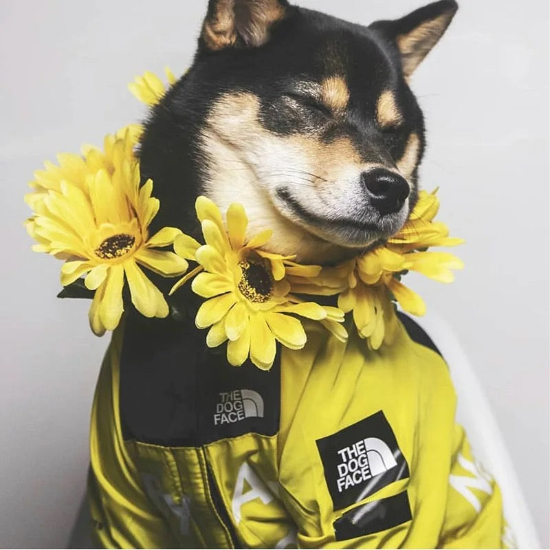 Wasserdichte Hundejacke mit Kapuze „Reward of Treats“