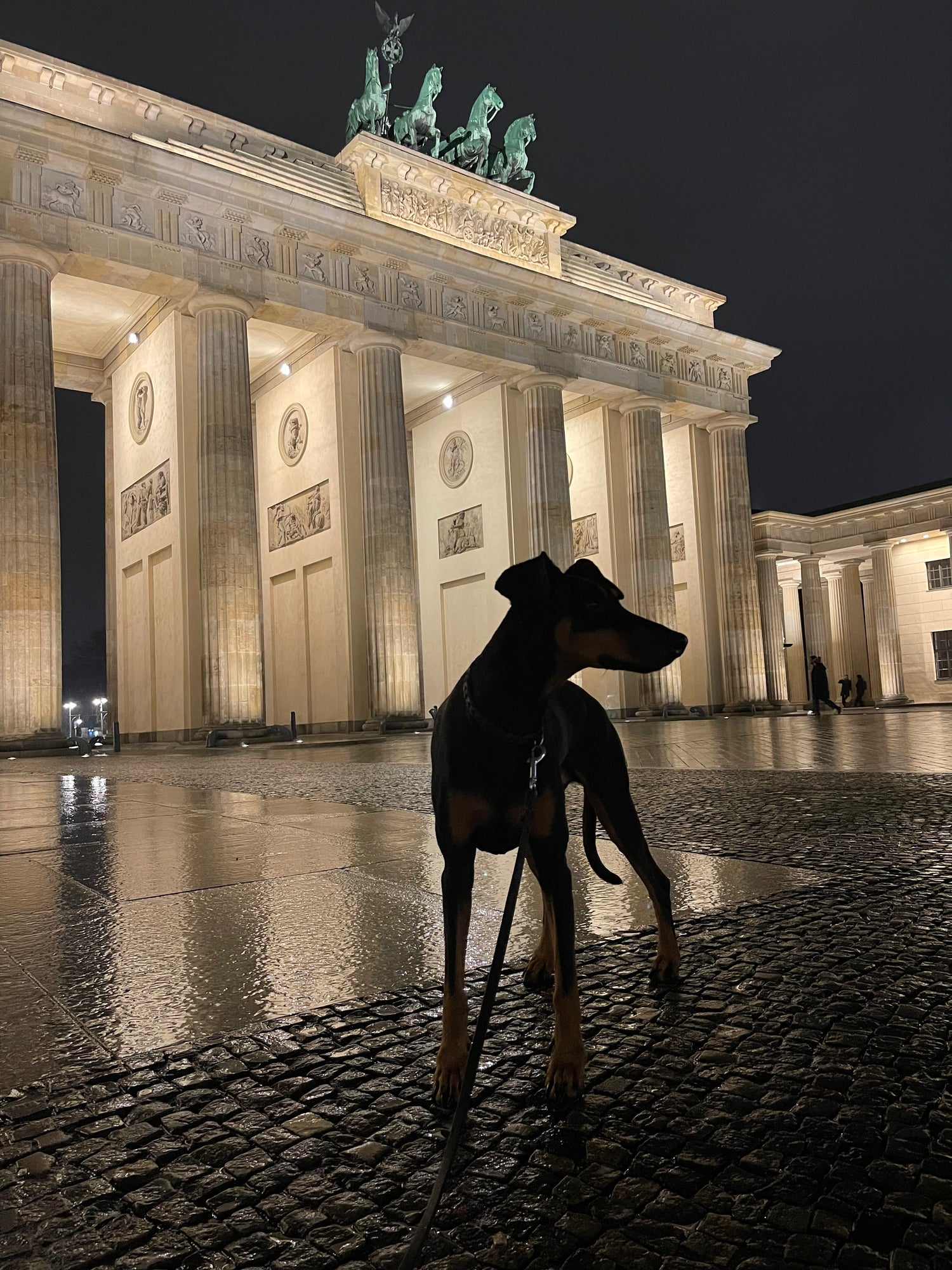 Kira, dobermann, Kira the Bambi, Brandenburger tor, berlin, hund, online shop, hundezubehör