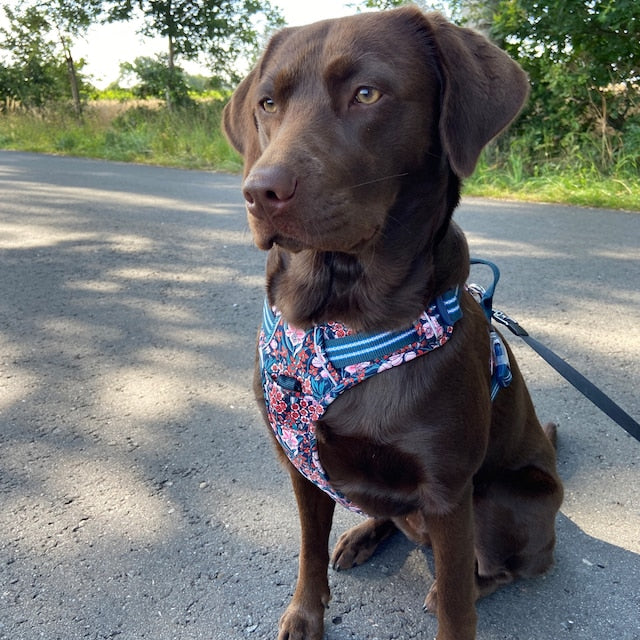 Photo of a dog wearing a harness with a leash attached, standing in a grassy area with trees in the background.