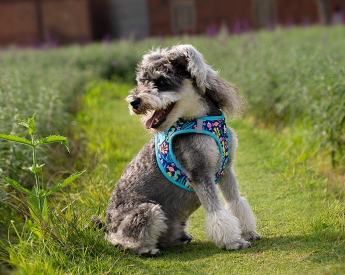 Truelove Haustier geschirr Soft Air Mesh verstellbare reflektierende Haustier weste kleine und mittlere Rassen kein Zug verstellbares Hunde geschirr tlh3016