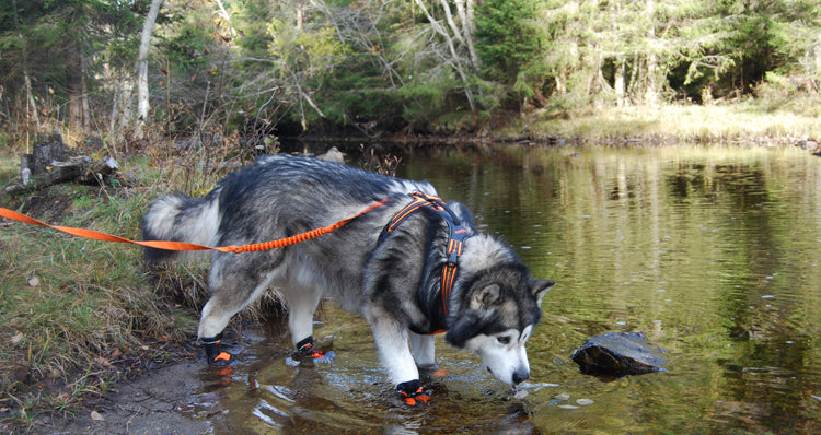 Wasserfeste robuste Hundeschuhe "V2"