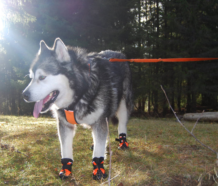 Wasserfeste robuste Hundeschuhe "V2"