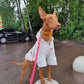 In unserem luxuriösen Regenmantel sieht Ihr Hund aus wie ein echter Astronaut - bereit für Weltraumspaziergänge und Spaziergänge im Regen! 🌧️🐾 #LuxusHundekleidung #Hundebekleidung #SpaceSuit #HundeKostüm