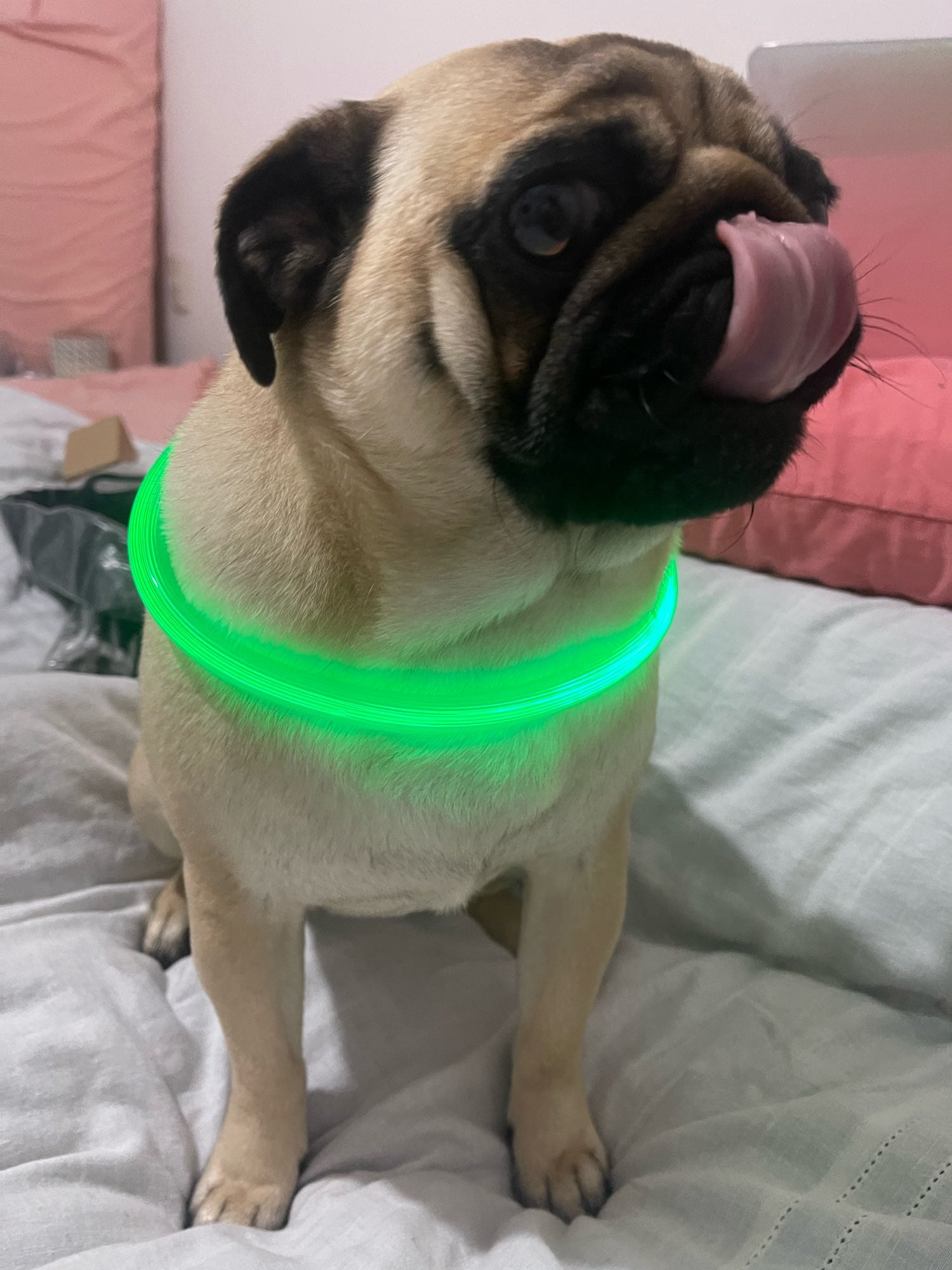 LED-Hundehalsband mit USB für die Nacht