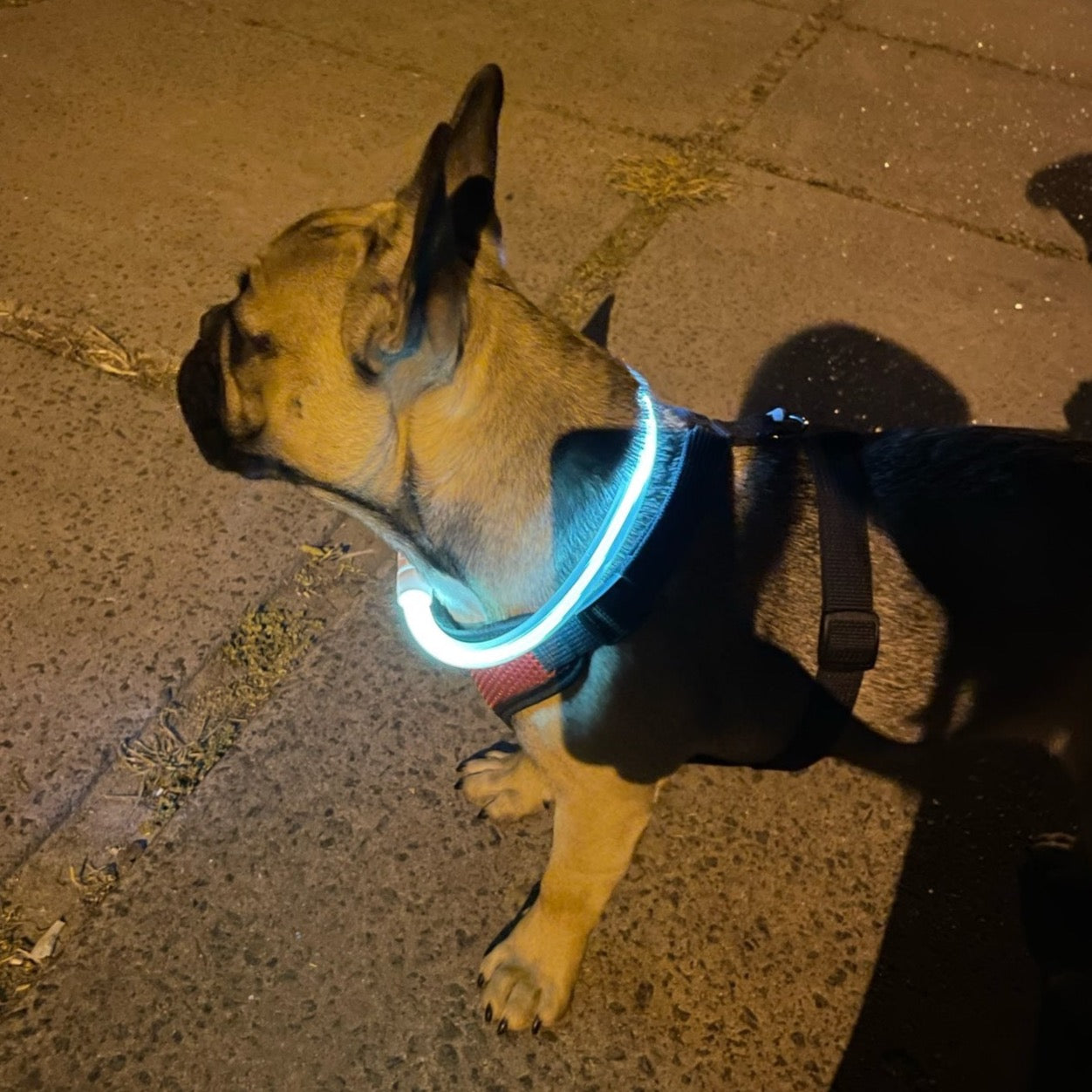 LED-Hundehalsband mit USB für die Nacht