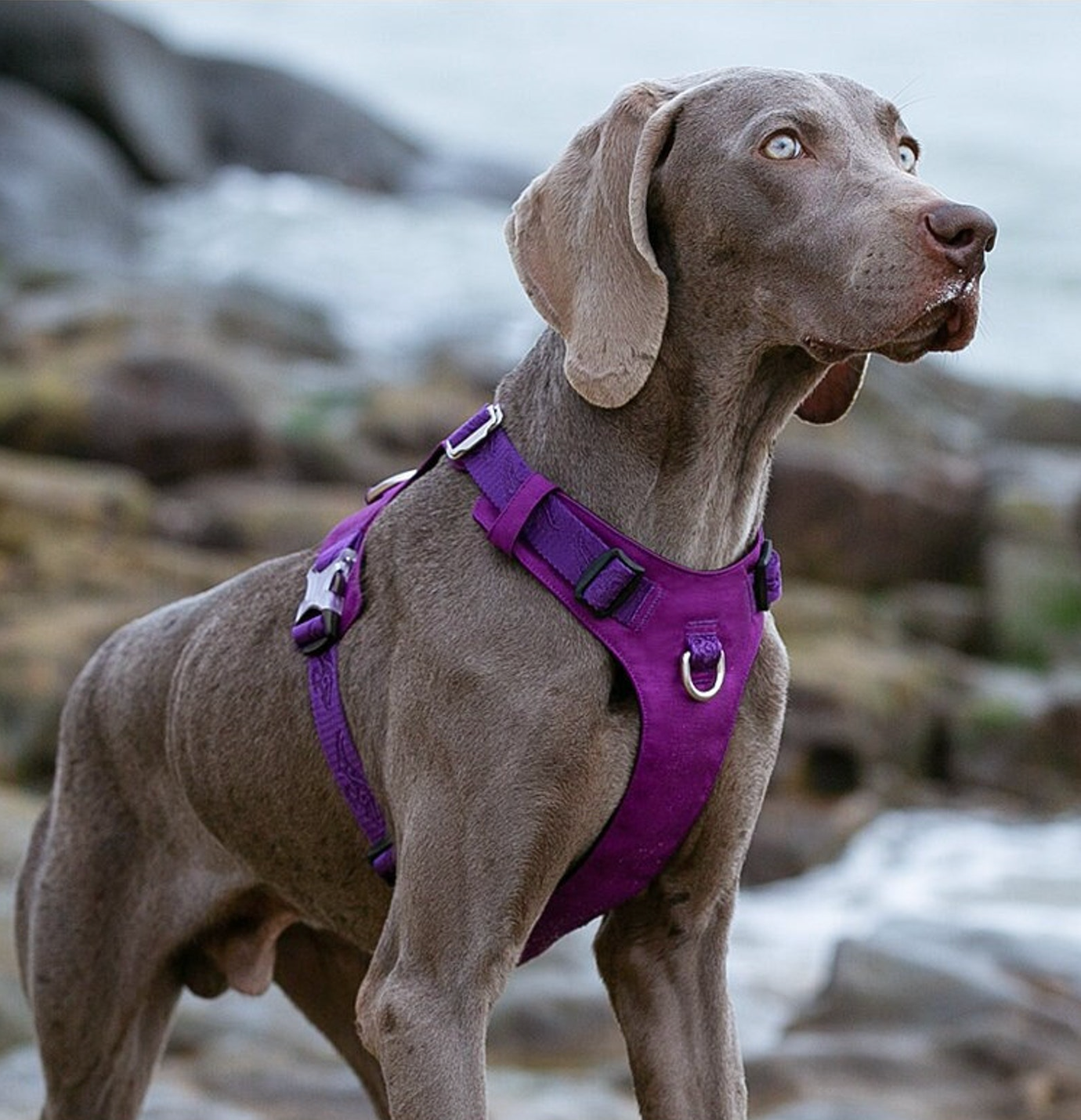 Photo of a dog wearing a harness with a leash attached, standing in a grassy area with trees in the background.