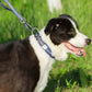 Truelove Haustier halsband bestes Neopren gepolstertes 3m reflektieren des Hunde halsband für große mittelgroße kleine Bonus-Hundetracker-Tag-Funktion yc1854