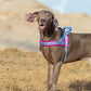 Truelove Pet Harness Neopren Padded Keine Pull Hund Harness Pet Liefert TLH58121