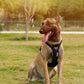 True love Hundegeschirr Nylon reflektieren des Hunde geschirr einstellbar komfortable Steuerung Step-In brillante truelove tlh5654, Hundegeschirr mit 3M Reflexion - Sonderedition