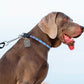 Truelove Pet P-Kette Nylon Hund Kragen Edelstahl Kette Pull-beständig Reflektierende Dekorative Explosion-proof Walking TLC5373