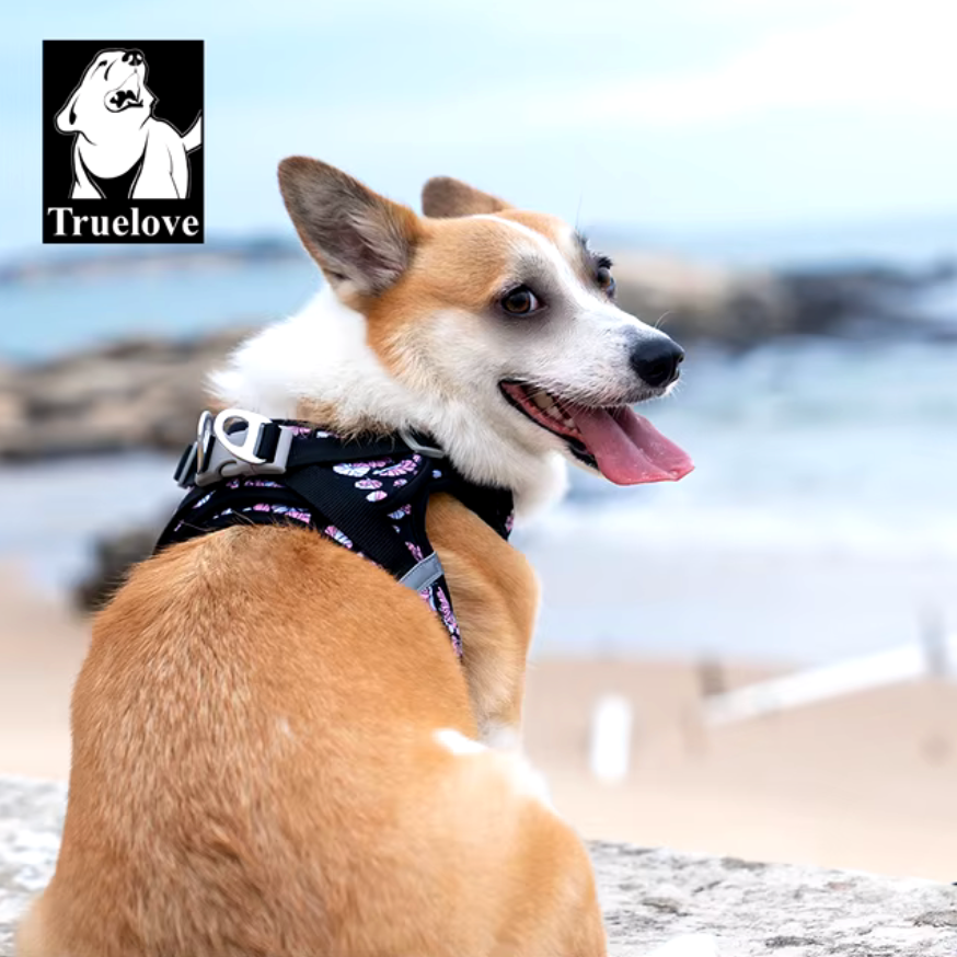 Close-up of stylish dog harness with metal rings for leash attachment