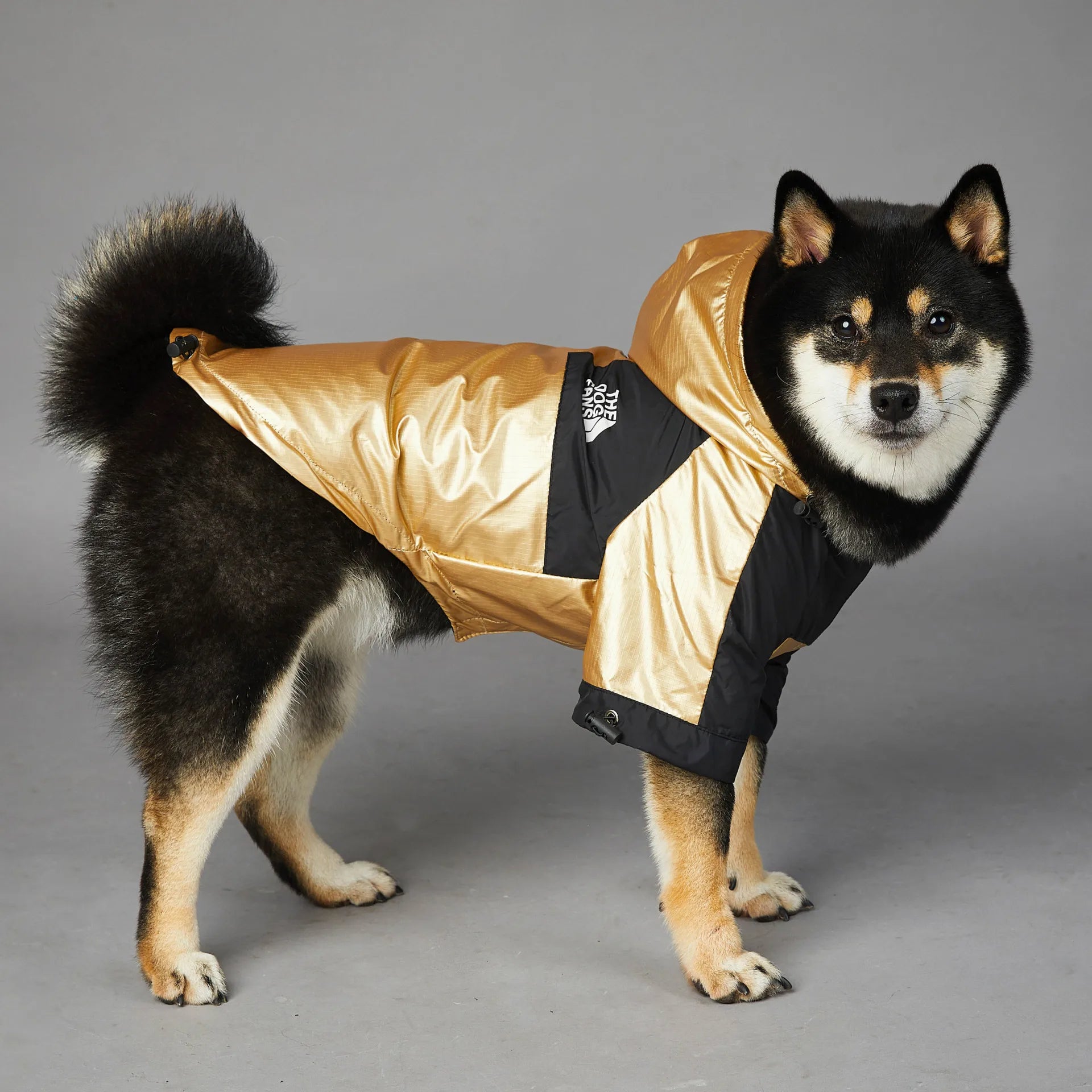 Dog wearing a waterproof rain jacket in bright blue, available in sizes S to 5XL