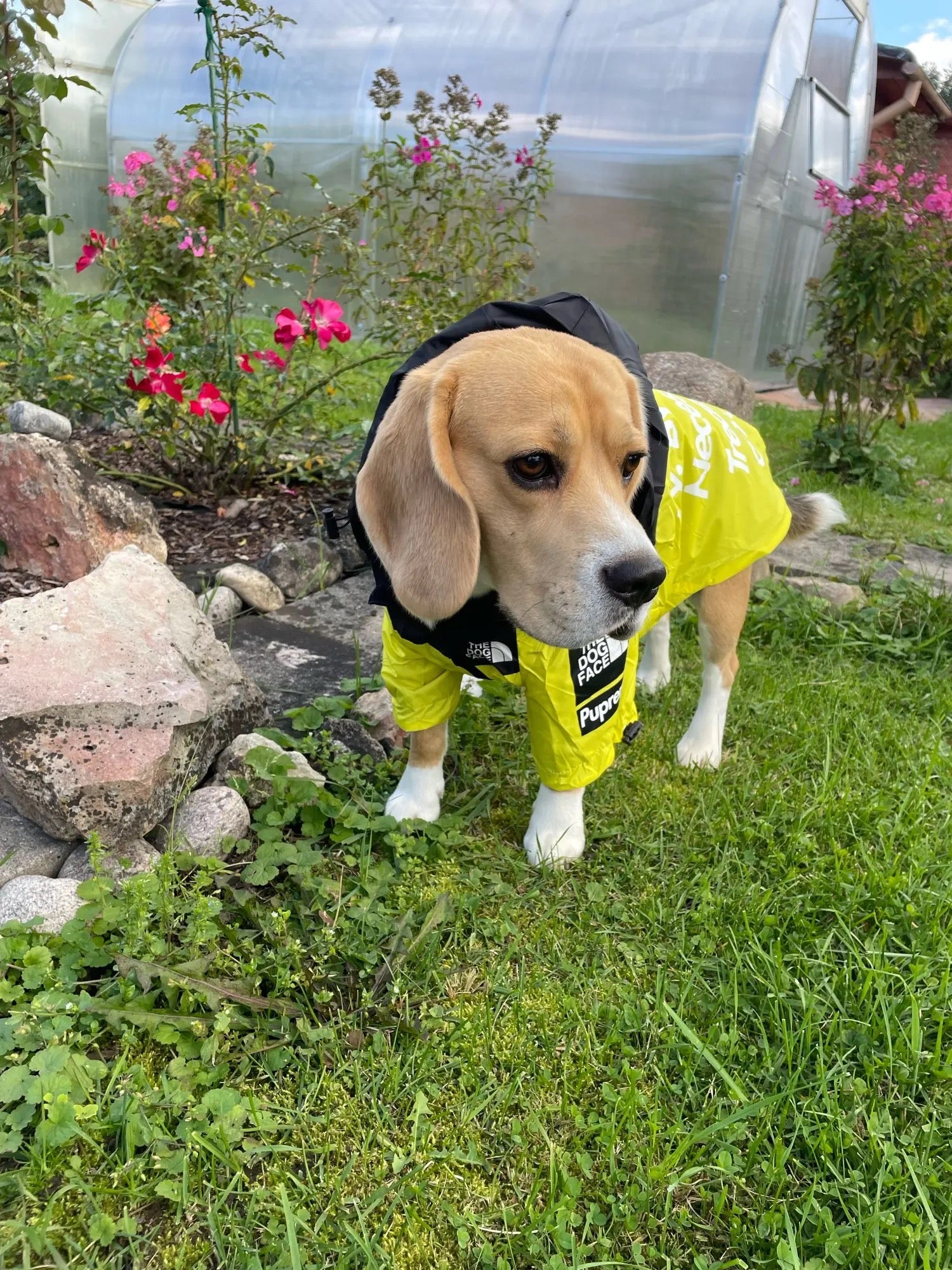 Wasserdichte Hundejacke mit Kapuze „Reward of Treats“