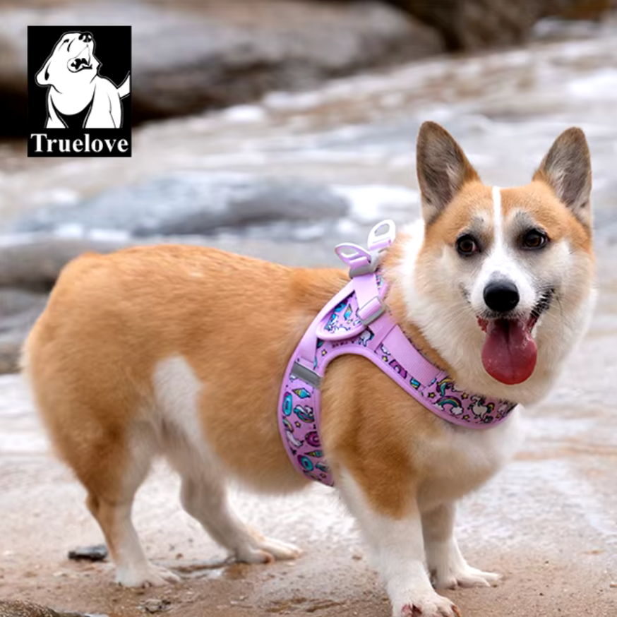 Close-up of stylish dog harness with metal rings for leash attachment